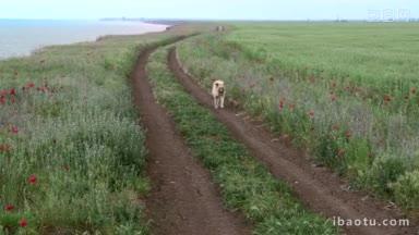 孤独的异种<strong>狗</strong>沿着田地里的土路奔跑